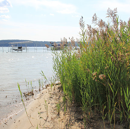 Phragmites